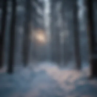 Snow-covered pine trees at dusk